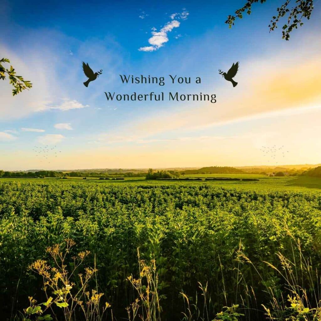 Wishing You a Wonderful Morning